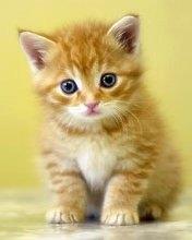 如何喂养没长牙齿的小猫咪